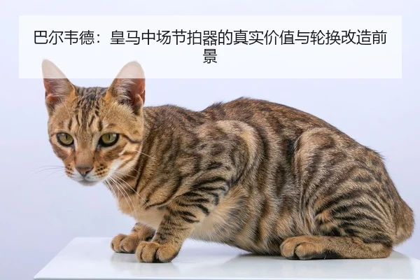 巴尔韦德：皇马中场节拍器的真实价值与轮换改造前景
